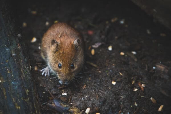 PEST CONTROL HARLOW, Essex. Pests Our Team Eliminate - Mice.